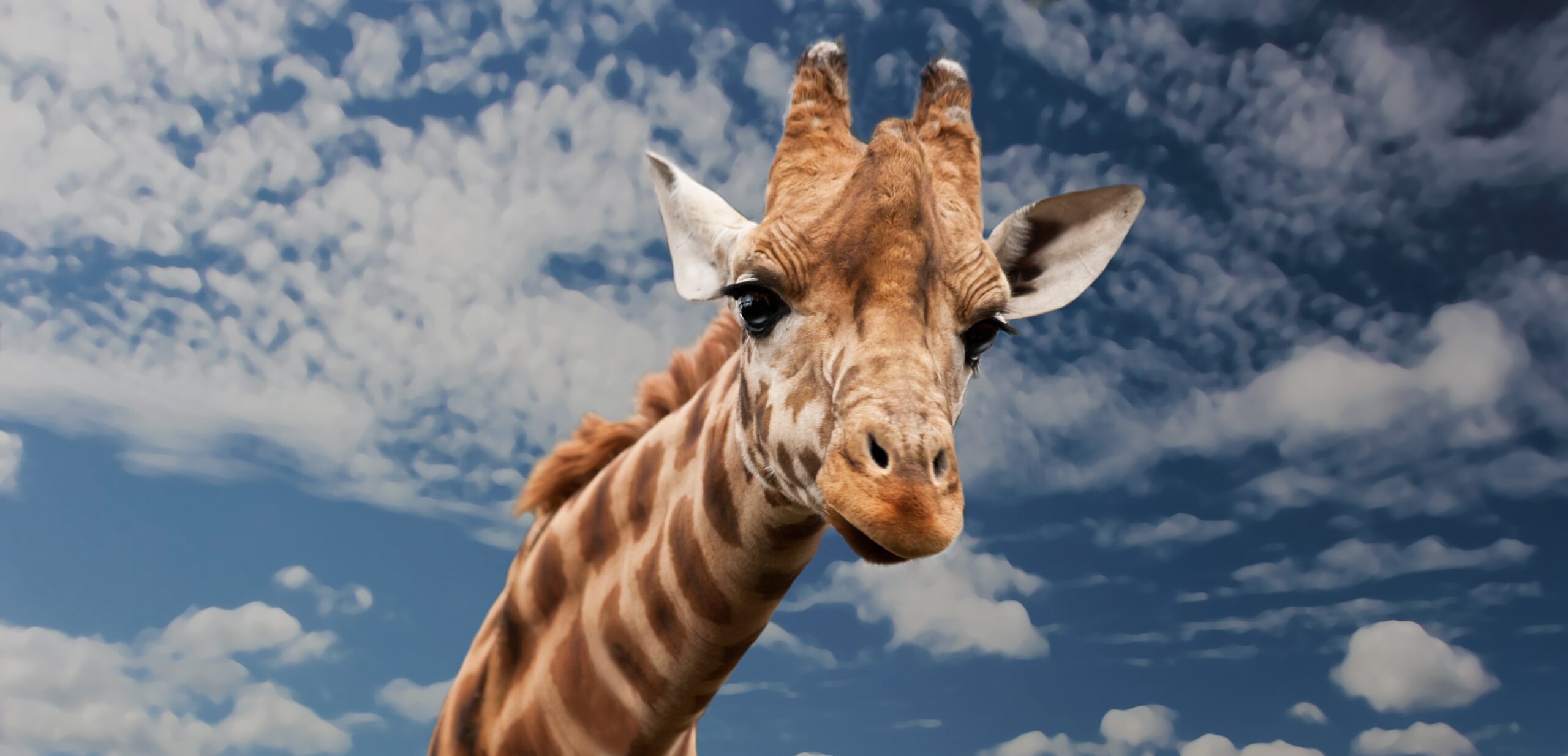 Głowa żyrafy na długiej szyi na tle niebieskiego nieba w ogrodzie zoologicznym w Płocku, który jest atrakcją dla dzieci