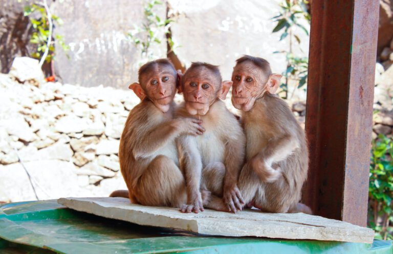 Trzy małpki siedzące obok siebie w ogrodzie zoologicznym w Płocku, który jest atrakcją
