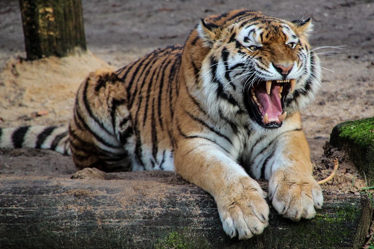ziewający tygrys w miejskim ogrodzie zoologicznym w Płocku